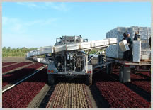 "All Stainless" Baby Leaf (Spring Mix) Harvester