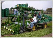 Baby Leaf or Spring Mix Harvester