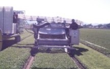 Leaf Cutter 6