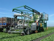 Rubber Track Spinach Harvester