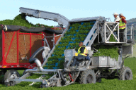 Side Load Spinach Harvester