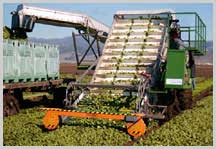 Side Load Spinach Harvester