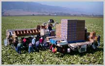 Transfer Deck Harvesters: Romain Lettuce