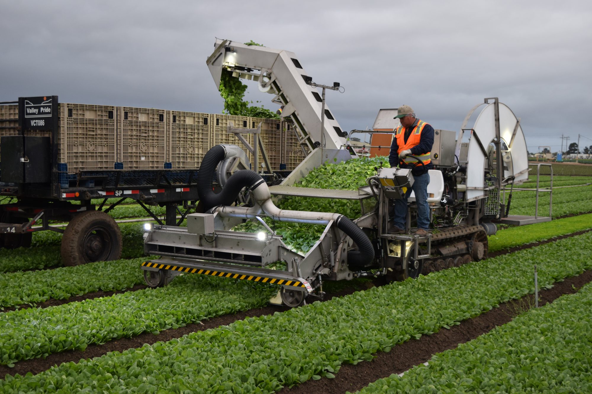 Leaf Cutter 3 Valley Fabrication