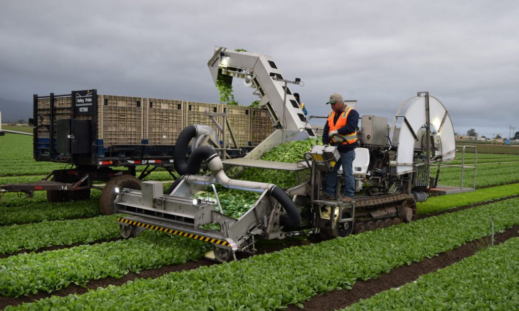 Leaf Cutter 3 LC3
