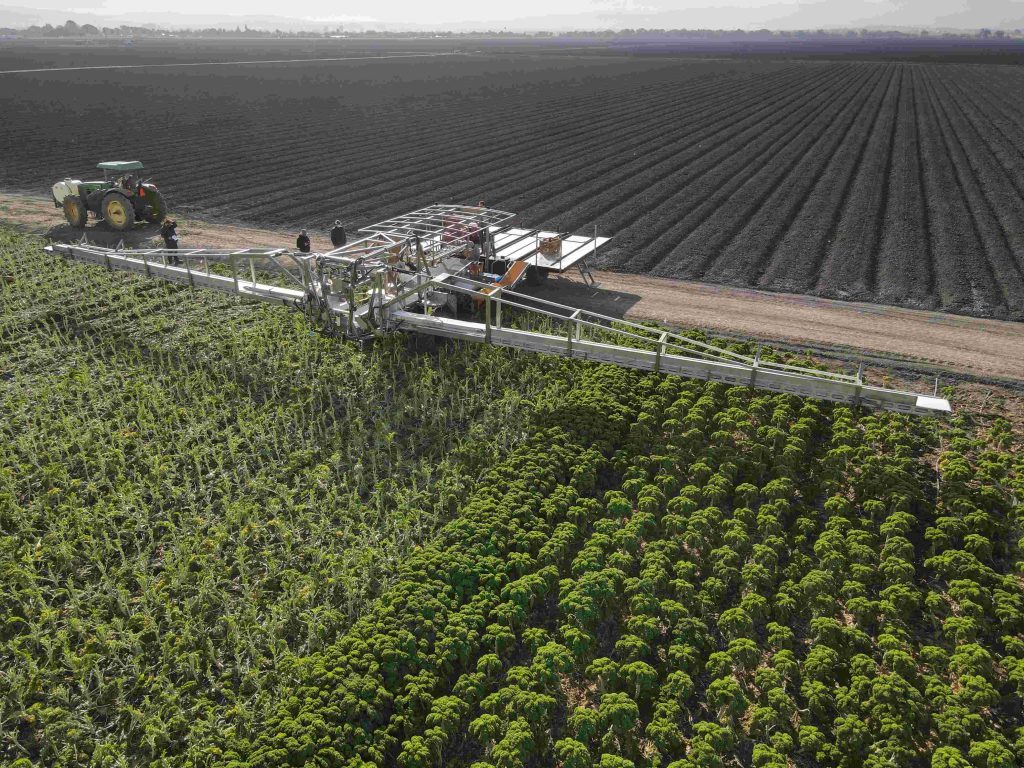 T-Belt Kale Harvester